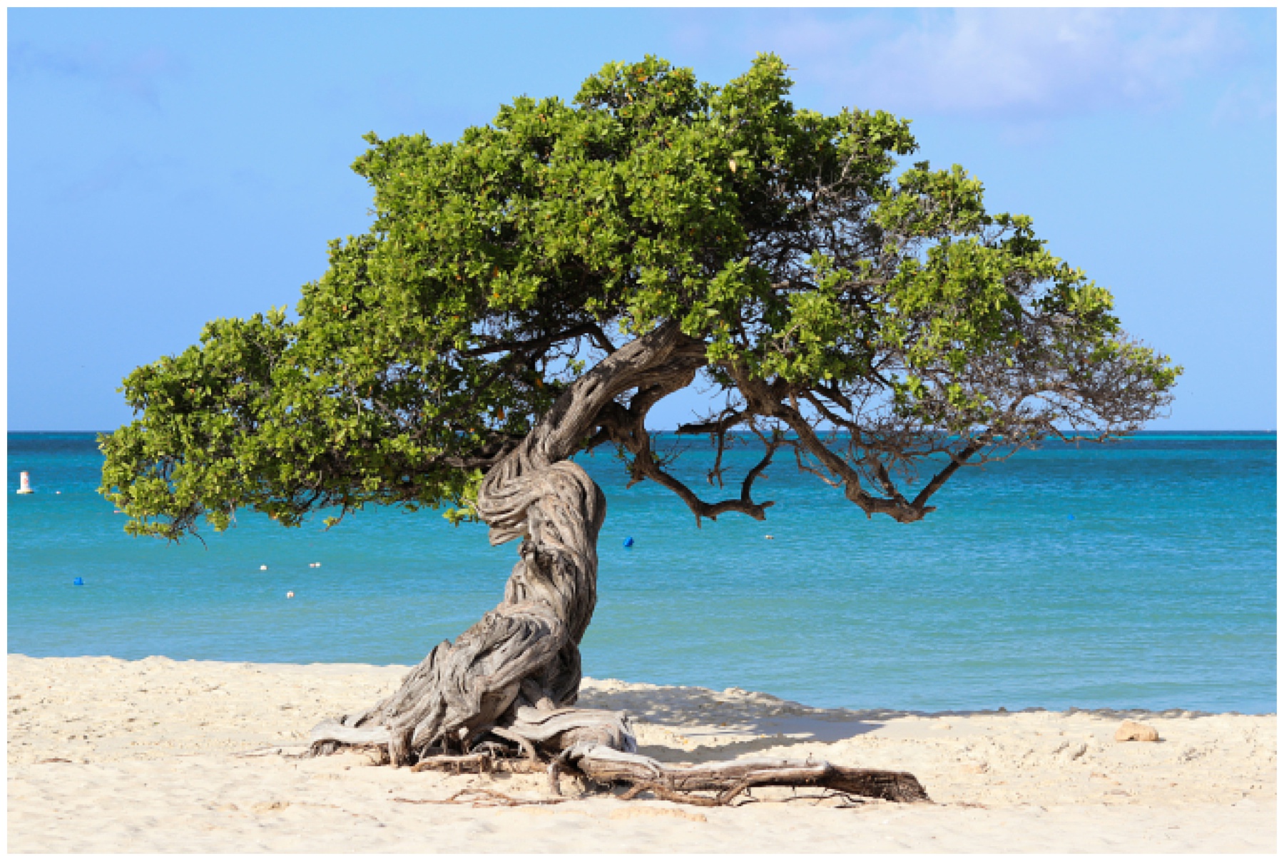 John Philp Thompson Travel Aruba